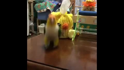 CuteParrotsVideosCompilationcutemomentoftheanimalsSooCute1p1