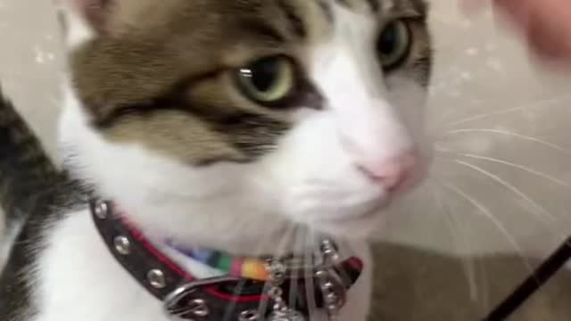 Cats that love clingy