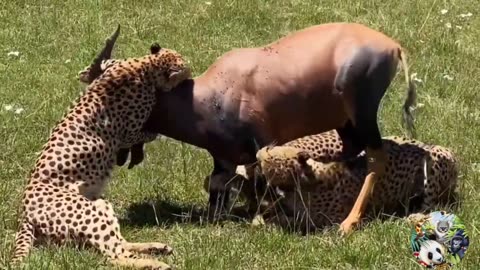 13 Scary Moments Wild Animals Attack their Prey