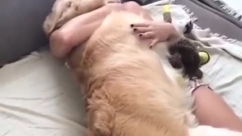 cute Dogs getting hugs by their owners