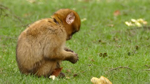 A brown monkey sits eating bread in the garden