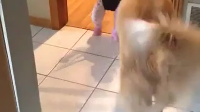 Dog teaching a bay how jump