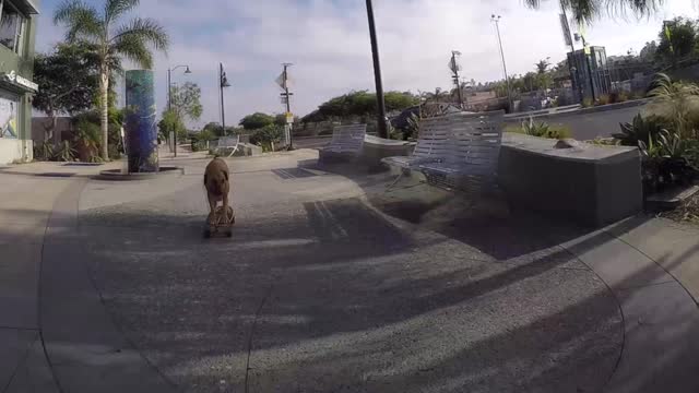 Bamboo The Skater Dog