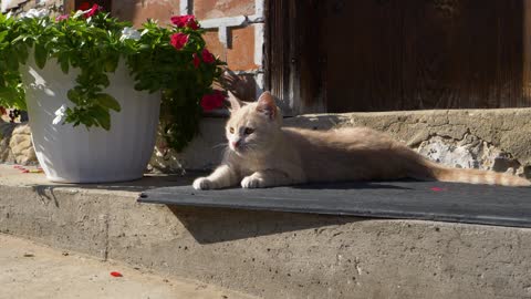 The most beautiful cat is sleeping