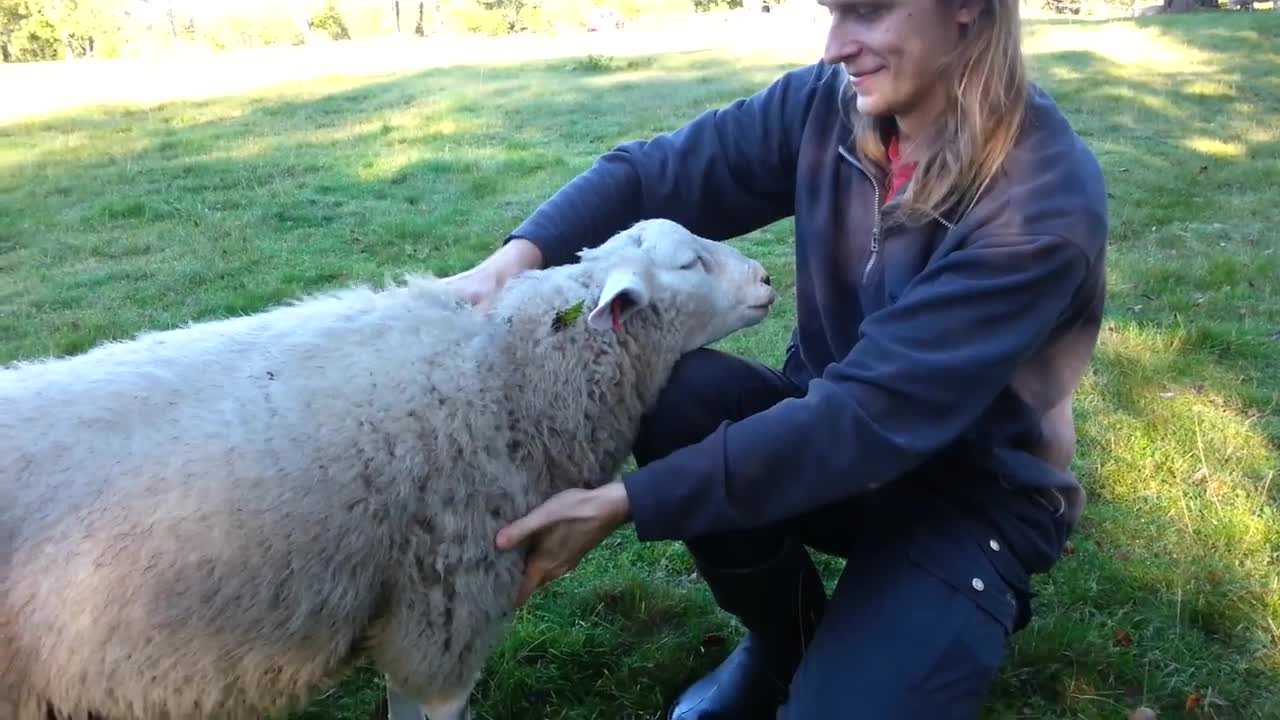 This is a video of a pet sheep.