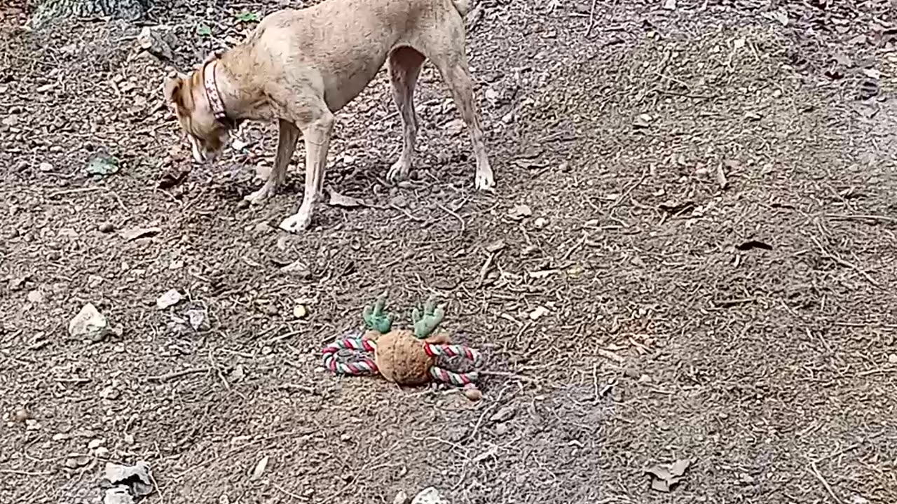 Puppy play so great a time