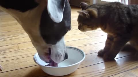 MILK WARS