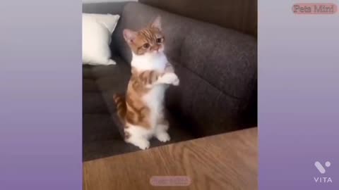 Funny clips with cats and dogs activities