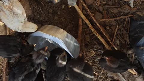 Feeding baby chicks is a war. 
