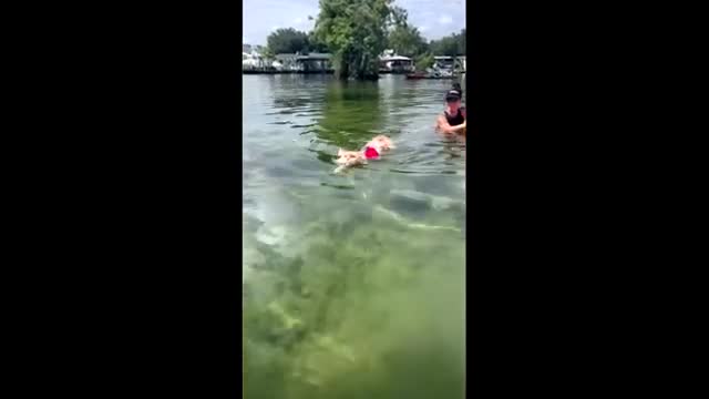 Fisher the Main Coon goes swimming