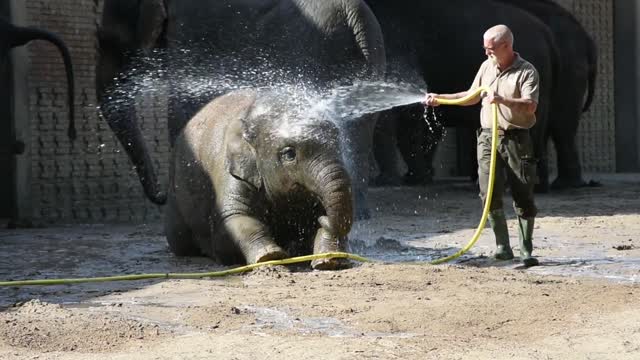 The baby elephant is really bagging