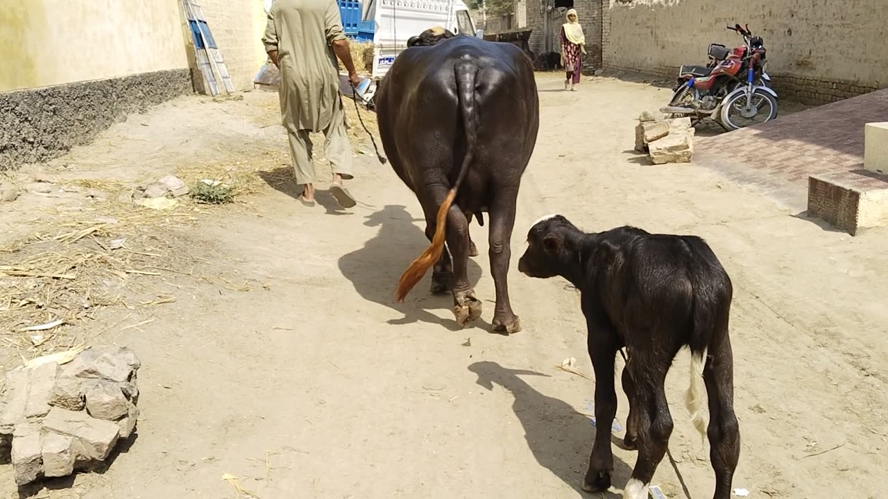 nili ravi buffalo for sale in punjab pakistan