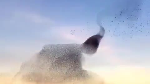 Murmuration in the morning skies of Spain