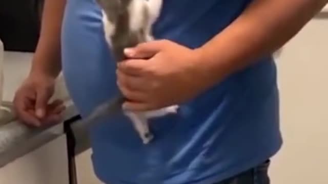The funniest animals in the world.