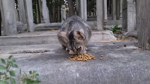 Homeless cats living in a cemetery .