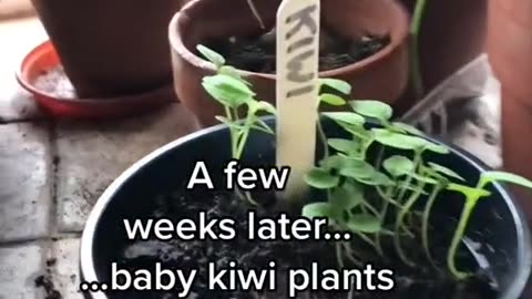 Kiwi planting and growing