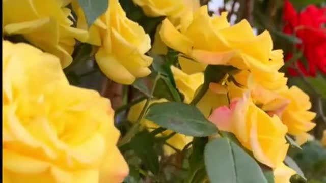 Flower blossoming and falling is its lifetime