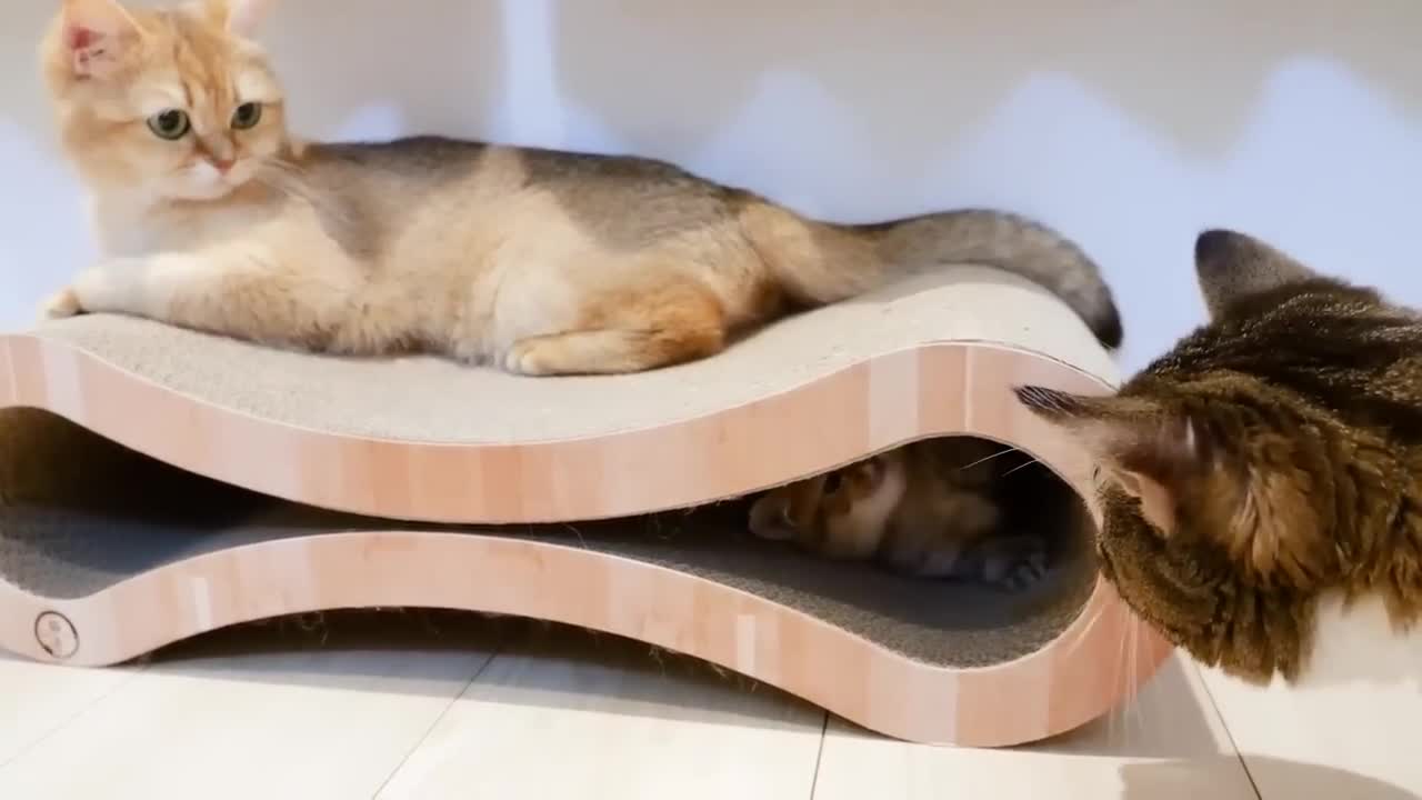 Happy daily life with kitten and family