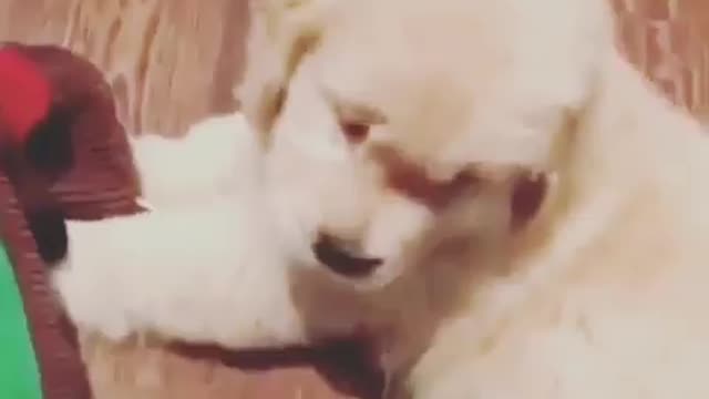 Best Funny Animal Videos 2022 😺 Funny Dog Videos 2022 😁 Funniest Dog Videos 😁😇