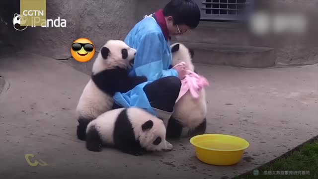 Cuteness overload! Three pandas show love to their caretaker.