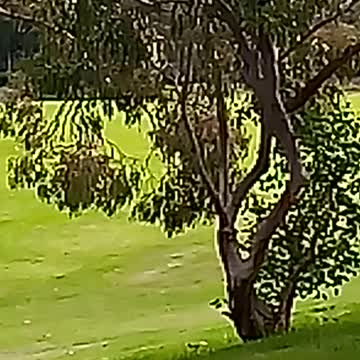 Kangaroos hopping away