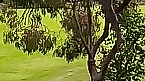 Kangaroos hopping away