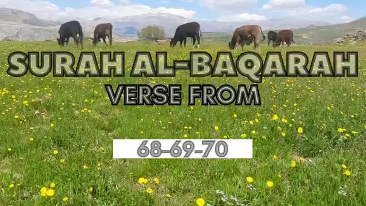 Al Baqarah Verse 68-69-70 #islam #baqarah #surah #quran #quranayat