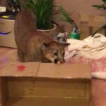 Domesticated puma proves she's just like a house cat