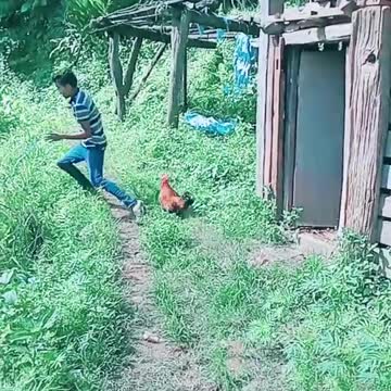 reliable rooster to keep the house safe FY