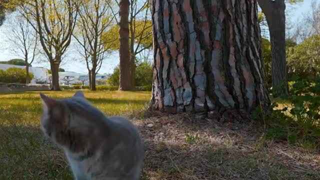 Funniest Animals Video Compalation-42