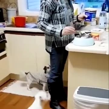 Funny pets video 003