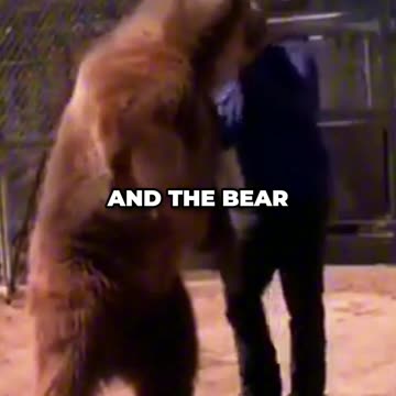 Never Trust Bears