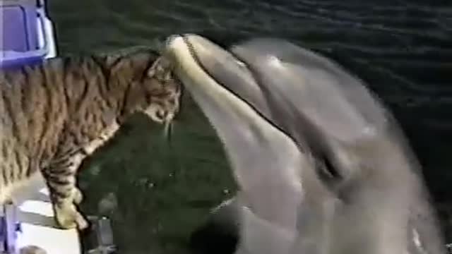 Cat & Dolphins playing together