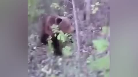 Bear is kicked by a man passing by the woods