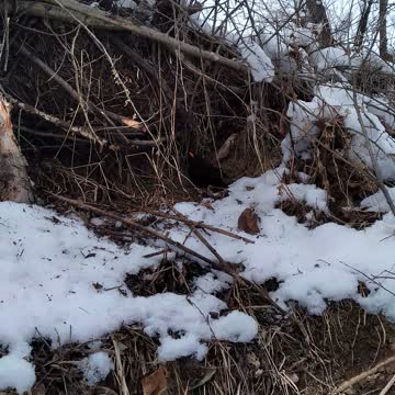 Птичка в снегу