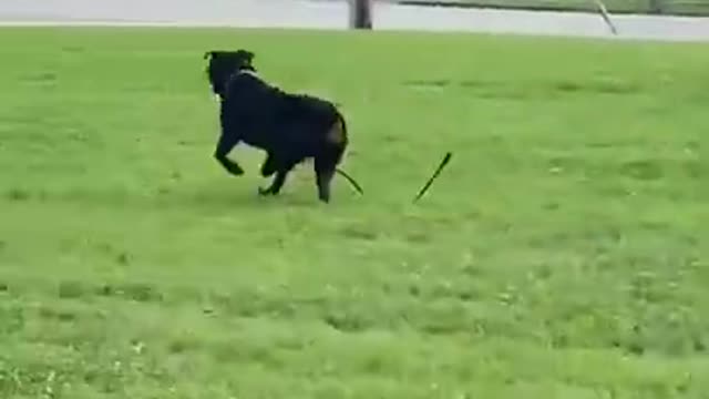 🐶 perfect dog training _ best dog training in the world