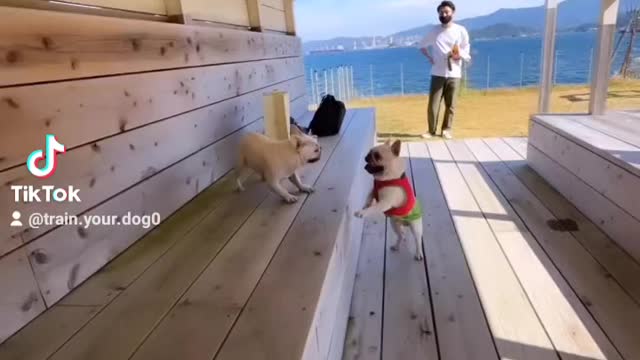 Cute dog fighting