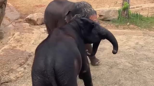 Elephants fight