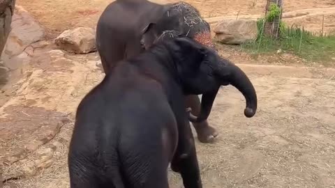 Elephants fight