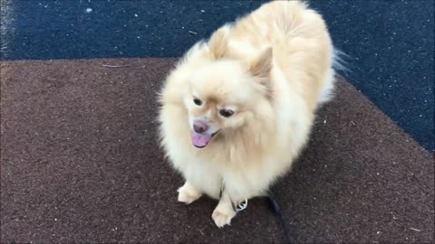 Pomeranian Dog