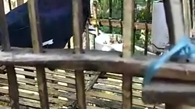 Mynah bird