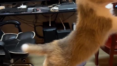 Cute cats and dogs’ healing moments