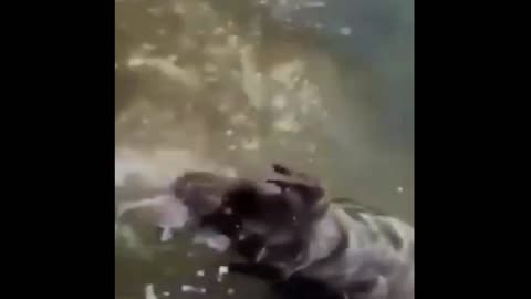 Dog fishing 😲
