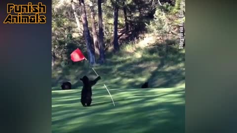 The bear is playing golf