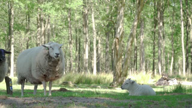11Sheep_chewing_his_food_while_looking_at_the_camera 1