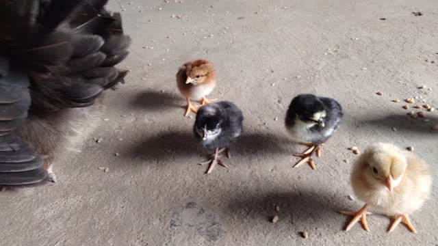 cute Cockerel - hen and two-day cockerel