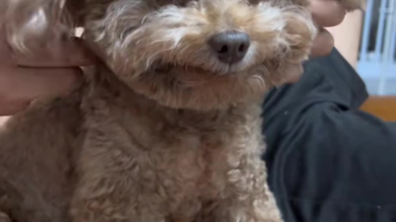 Dog likes massage!#dog #cute #poddledog