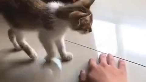 Funny Cat Follows Order!