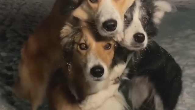 Cute Dog All Together