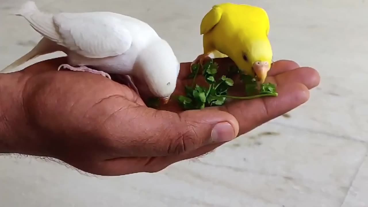 Beautiful Bird Video